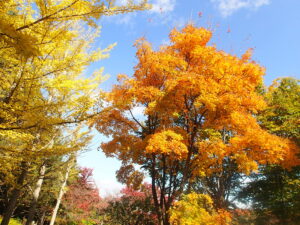 イタヤカエデの紅葉の様子