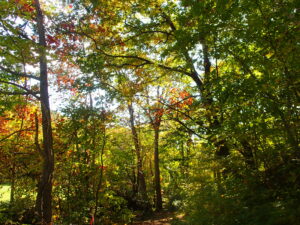 森の中の紅葉の様子