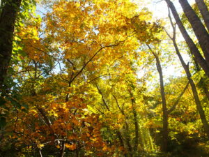 森の中の紅葉の様子