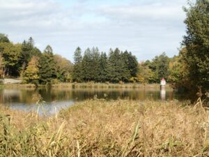 池の周りのヨシと池の向こうの取水塔