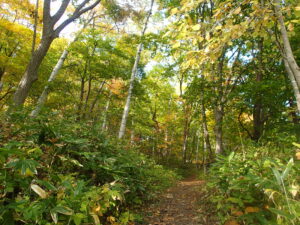 森の中の紅葉の様子
