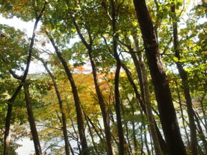 森の中の紅葉の様子