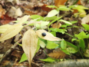 黒いチゴユリの果実