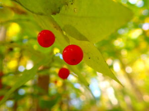 赤いアクシバの果実