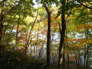 森の中の紅葉の様子