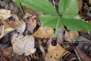 黒いツクバネソウの果実