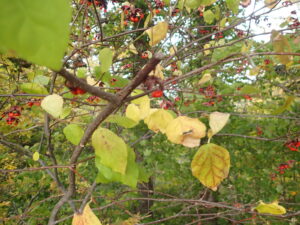 赤いツリバナの果実