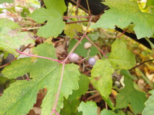 淡い紫色のノブドウ