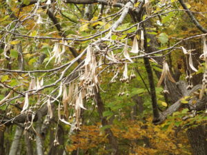 オオバボダイジュの果実