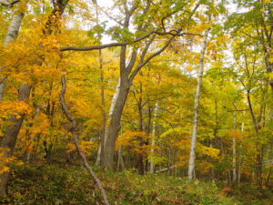 黄色く紅葉した森の樹々