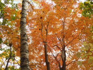 オレンジに紅葉し始めたハウチワカエデ