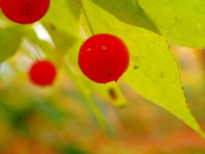 アクシバの赤い果実