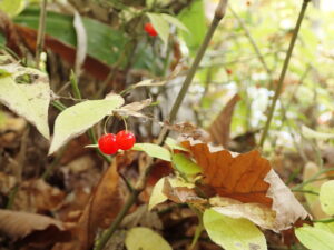 アクシバの赤い果実