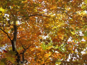 黄色やオレンジに紅葉し始めた森の中の様子