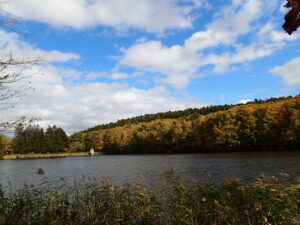 黄色く紅葉した森と池
