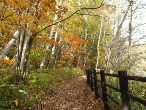 黄色やオレンジに紅葉し始めた森の中の様子