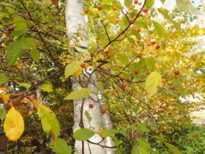 オレンジ色のズミの果実