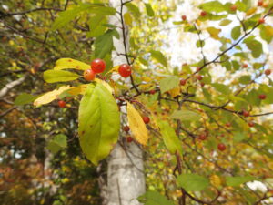 オレンジ色のズミの果実