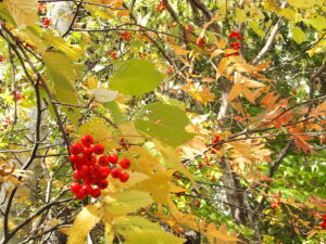 ナナカマドの赤い果実