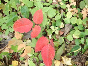 赤いツタウルシの紅葉