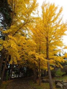 黄色く紅葉したイチョウの並木