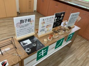 キノコの展示