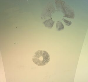 キノコのひだから落ちた胞子