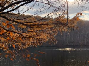 黄色く紅葉しているカラマツ