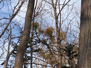 葉の落葉した広葉樹についたヤドリギ