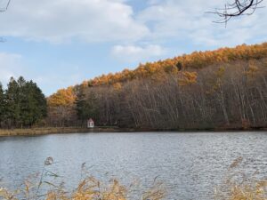 黄色く紅葉しているカラマツと池
