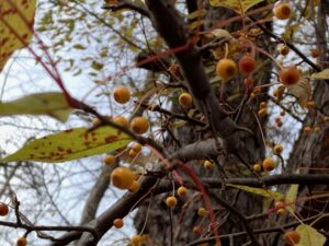 黄色いキミノズミの果実