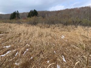 雪の残る湿原の風景