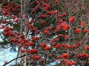 赤いナナカマドの果実