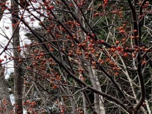 赤いアズキナシの果実