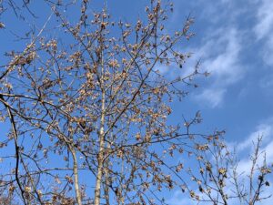 樹の上のヤチダモの果実