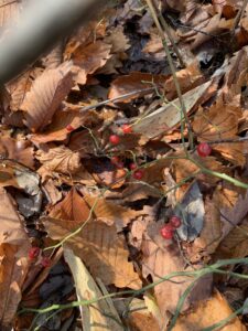 赤いアクシバの果実