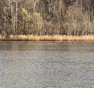 池に浮かぶカワアイサの群れ