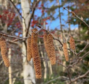 シラカンバの果穂