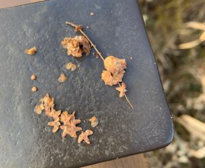 バラバラになったシラカンバの果穂