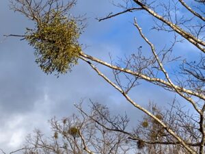 木の枝についているヤドリギ