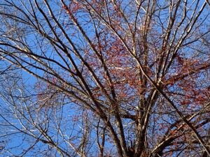 ハルニレに絡みついたツルウメモドキ