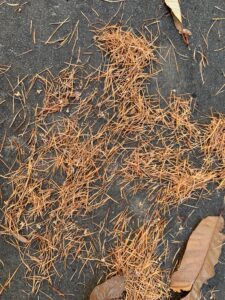 園路に散らばるカラマツの落ち葉