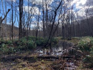 湿原と落葉した木々