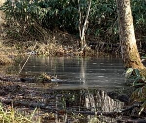 表面が凍った湿原