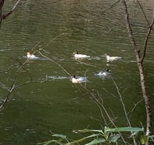 池で泳ぐカワアイサの群れ