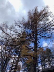 ほとんど落葉したカラマツ