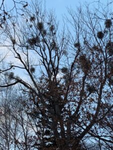 ヤドリギがたくさんついた広葉樹