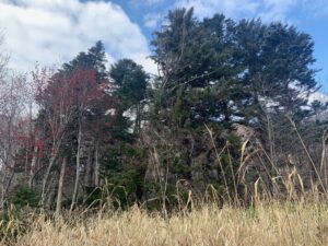 ヨシと針葉樹とナナカマドの樹