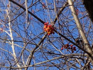 ツルウメモドキの赤い果実