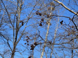 ケヤマハンノキの果実